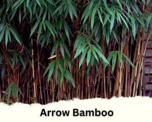 Arrow Bamboo is one of the types of bamboo house plants 