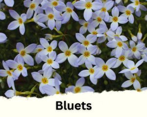Bluets with tiny white flowers 