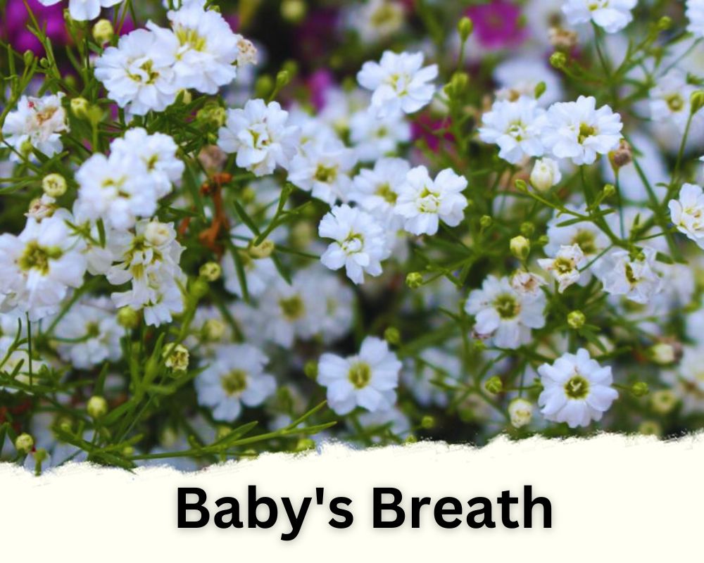 Baby's Breath with tiny white flowers