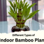 lucky bamboo is one of the Different Types of Indoor Bamboo Plants