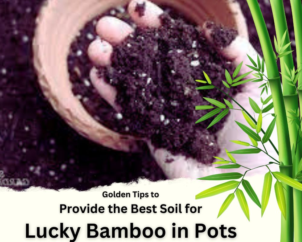 Golden Tips to Provide Best Soil for Lucky Bamboo in Pots