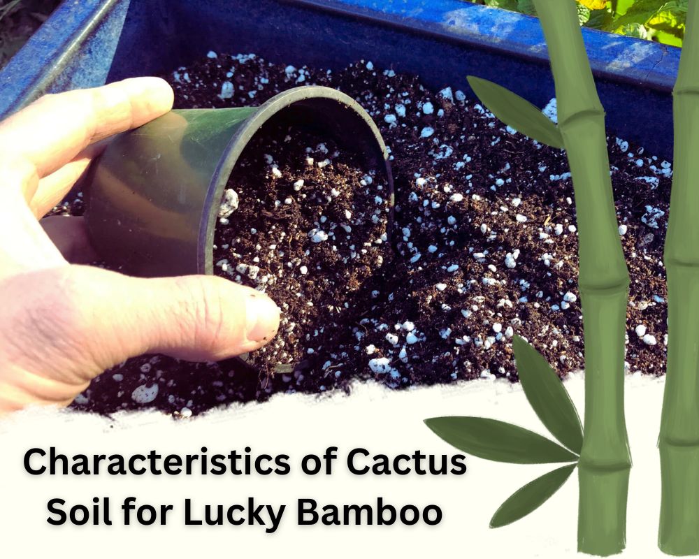 Characteristics of Cactus Soil for Lucky Bamboo