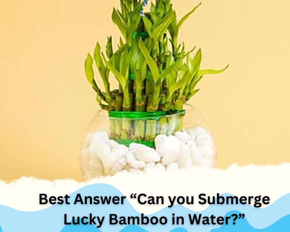 Best Answer “Can you Submerge Lucky Bamboo in Water?”