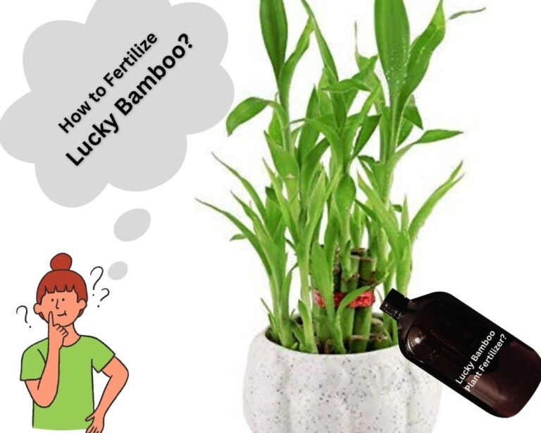 How to Fertilize Lucky Bamboo? 10 Pro Tips That You Must Know