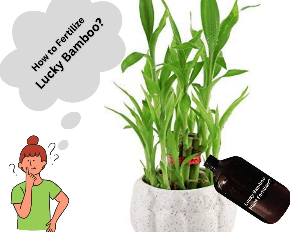 What Is Lucky Bamboo Plant Fertilizer?