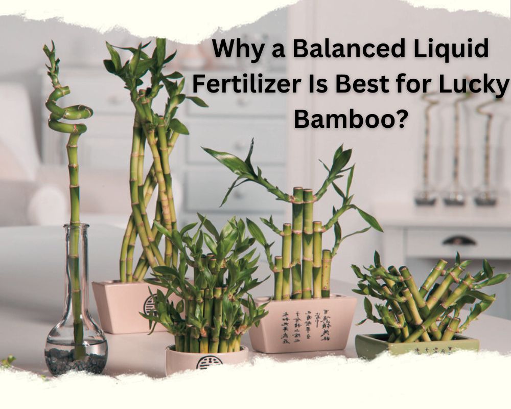 Why a Balanced Liquid Fertilizer Is Best for Lucky Bamboo