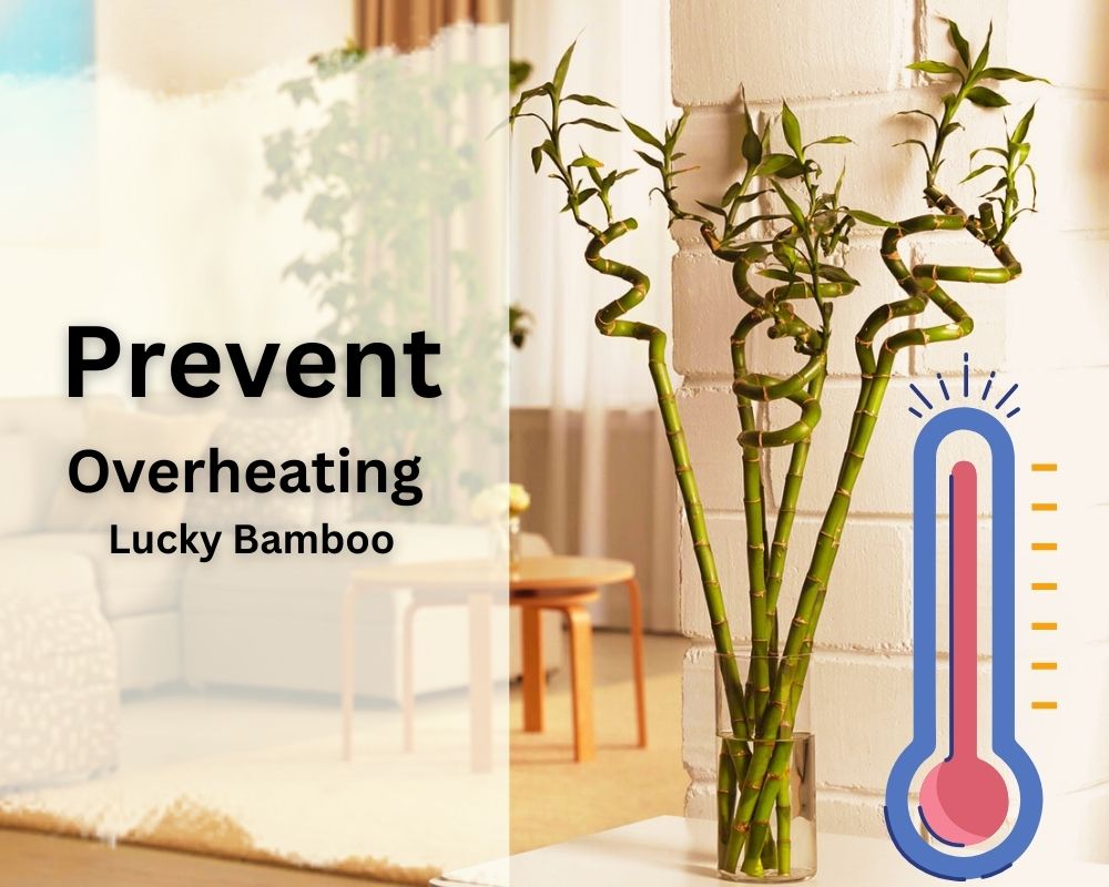 Prevent Overheating Your Lucky Bamboo