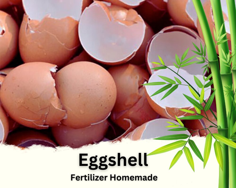 Eggshell is a Calcium Lucky Bamboo Fertilizer Homemade