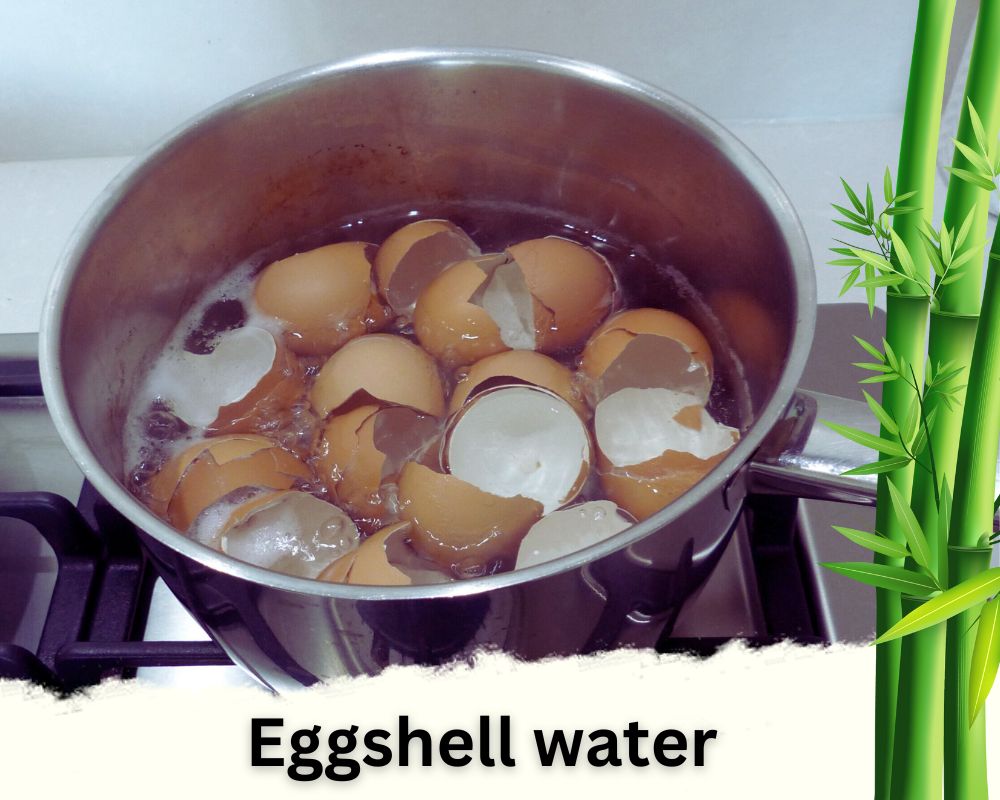 Eggshell water homemade liquid fertilizer for lucky bamboo