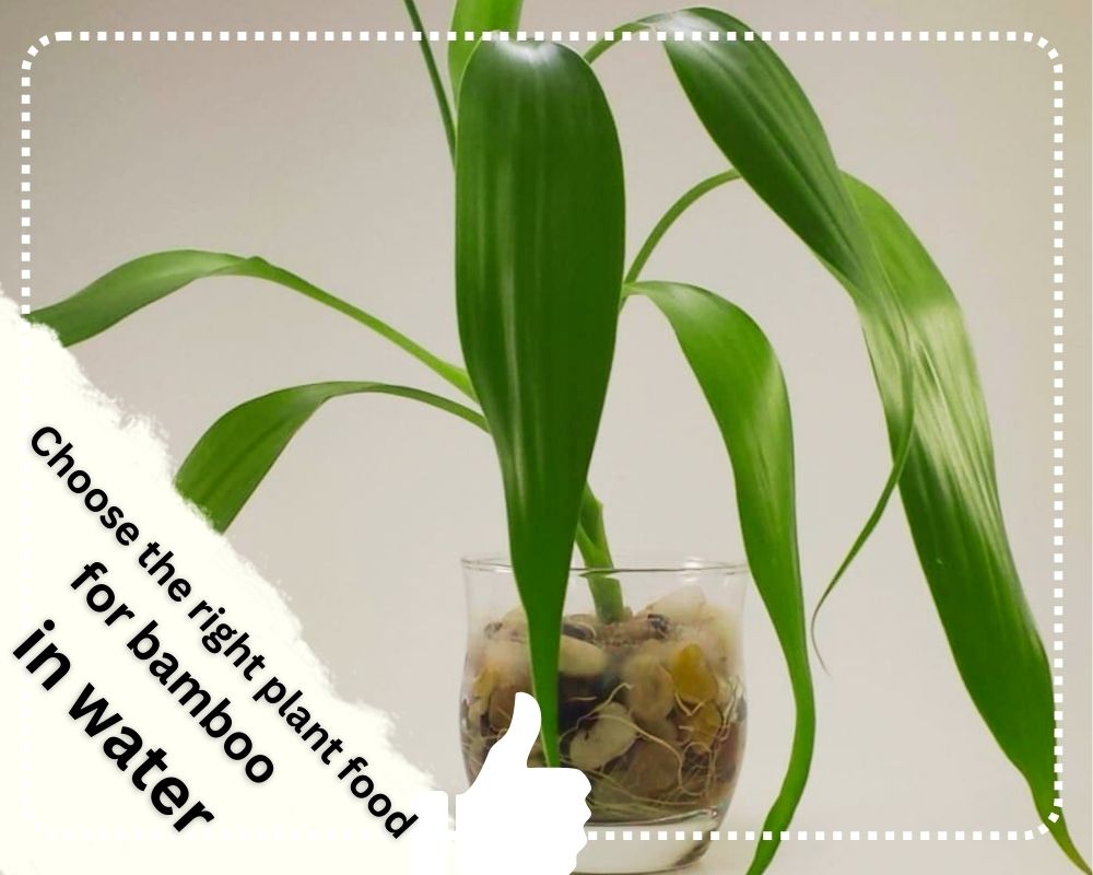 Choose the right plant food for bamboo in water