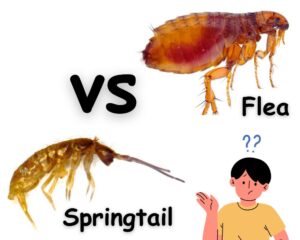 Tiny White Jumping Bugs in Houseplant Soil: Springtails vs Flea