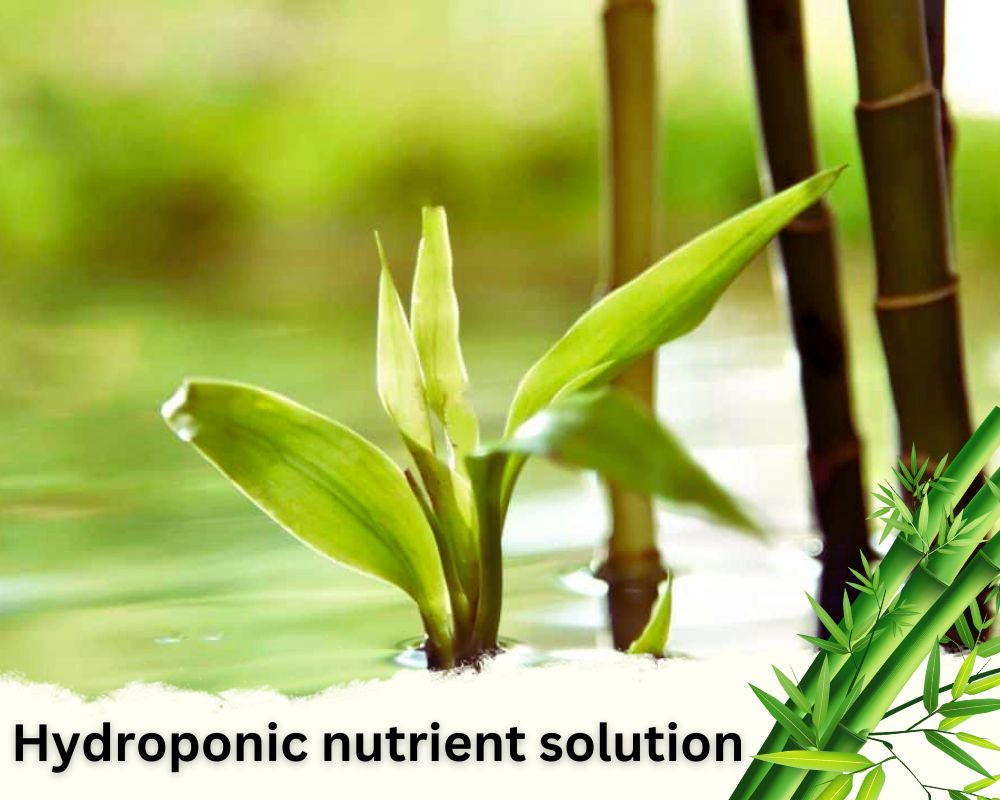 Best plant food for bamboo in water: Hydroponic Nutrient Solution