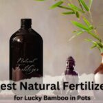 Best Natural Fertilizer for Lucky Bamboo in Pots