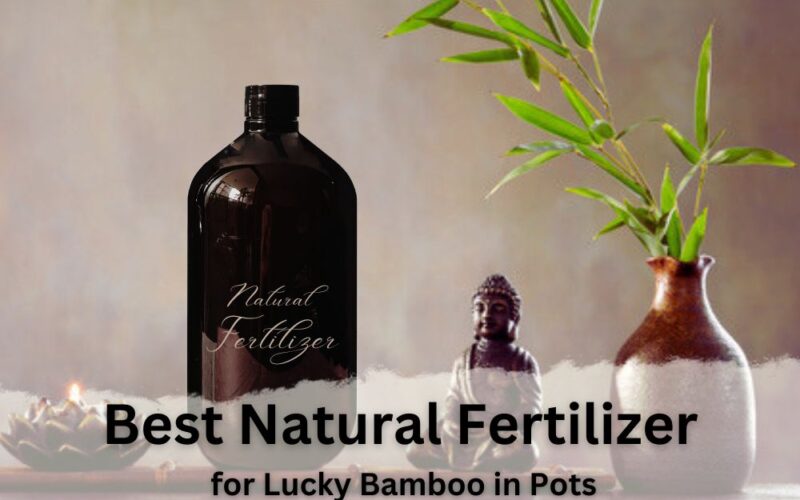 Best Natural Fertilizer for Lucky Bamboo in Pots: How to Use