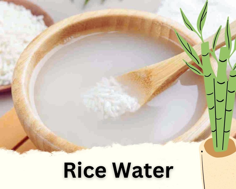 Rice Water: Liquide Homemade Fertilizer for Bamboo Plant in Water