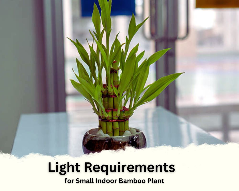 Light Requirements to Care for Small Indoor Bamboo Plant