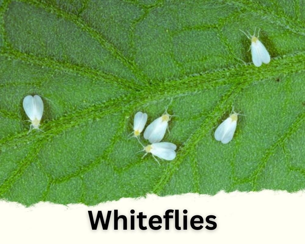 Lucky Bamboo pests: Whiteflies