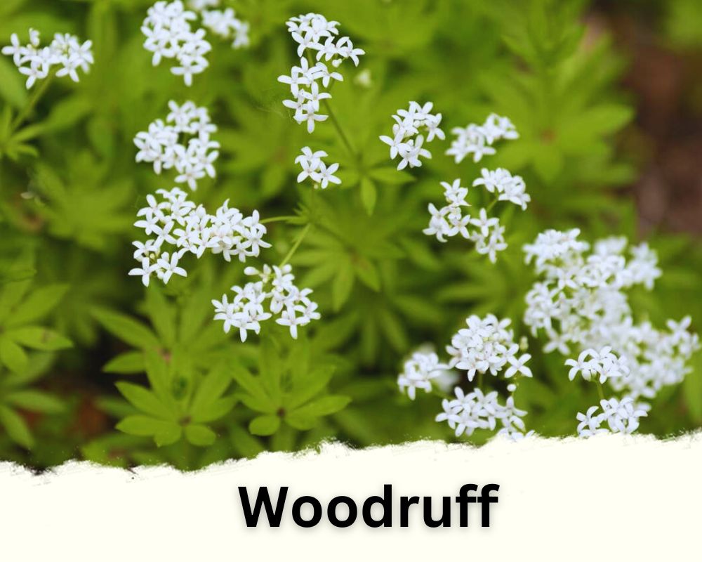 Woodruff flowers are tiny and white
