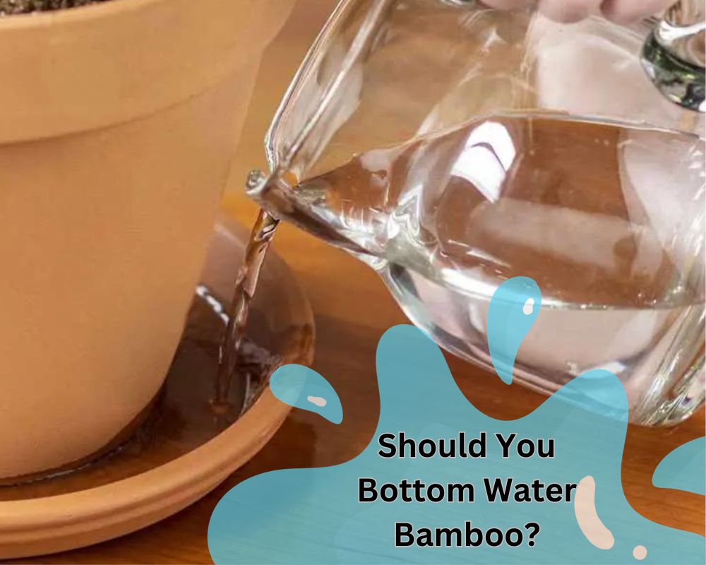Bottom watering can be a suitable method for bamboo