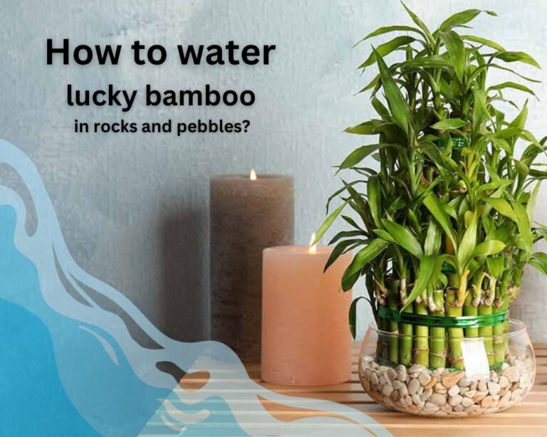 How to Water Lucky Bamboo in Rocks and Pebbles? Healthy Grow Without