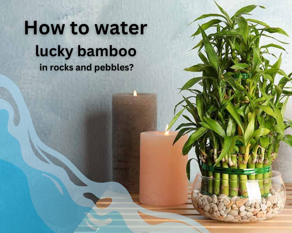 how to water lucky bamboo in rocks and pebbles: pro tips
