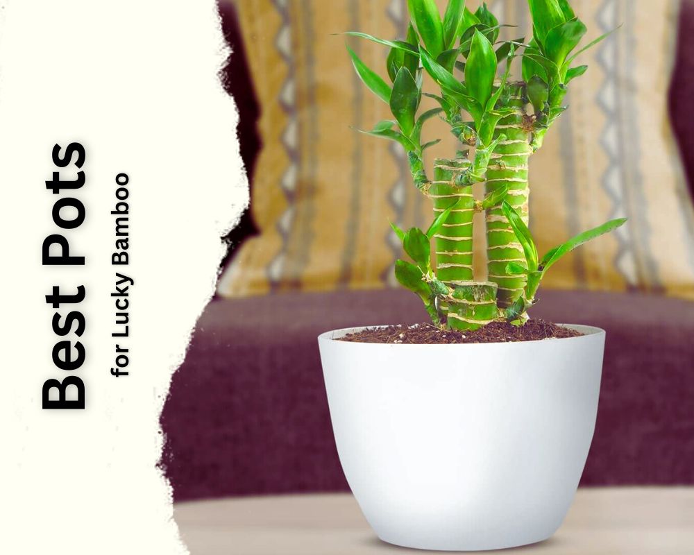 Best Pots for Lucky Bamboo: easy to clean