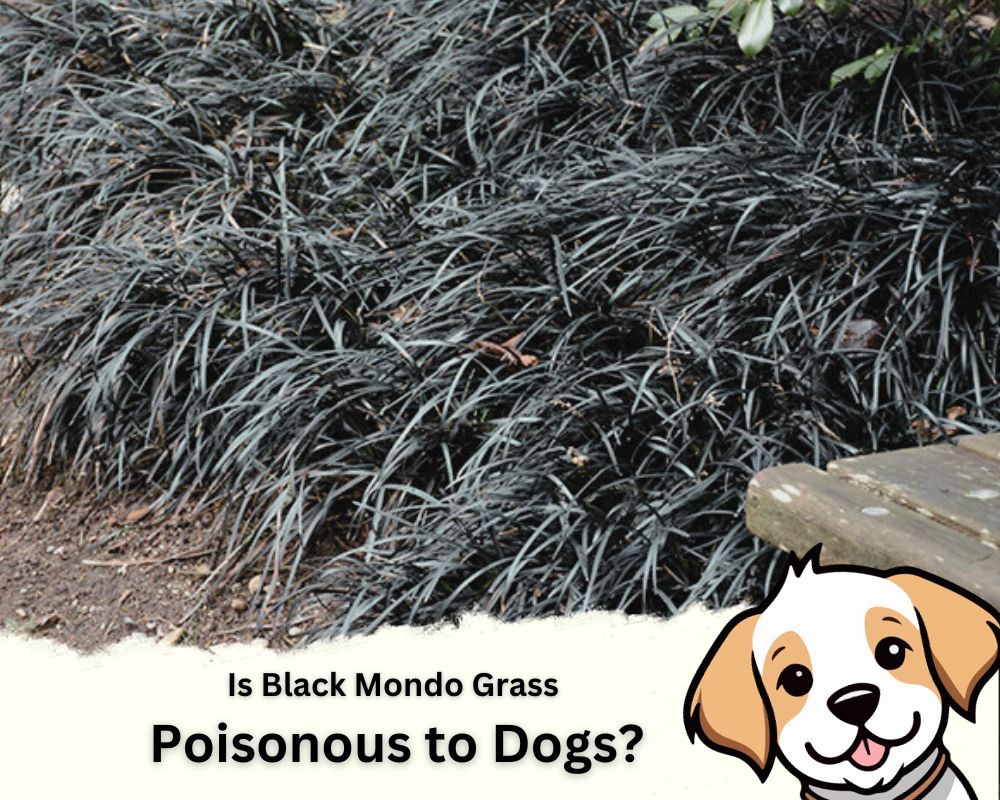 Is Black Mondo Grass Poisonous to Dogs? The Best Answer InHousePlant