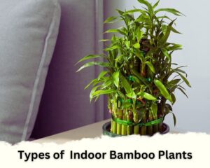 lucky bamboo is a type of bamboo house plants 