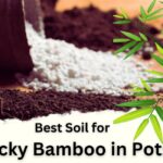 Best Soil for Lucky Bamboo in Pots