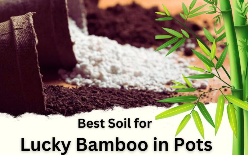 Best Soil for Lucky Bamboo in Pots