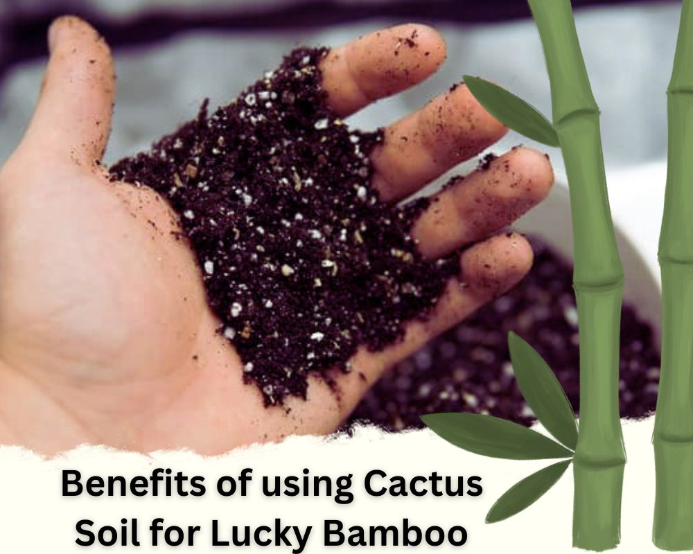 Can I Use Cactus Soil for Lucky Bamboo? Its Benefits