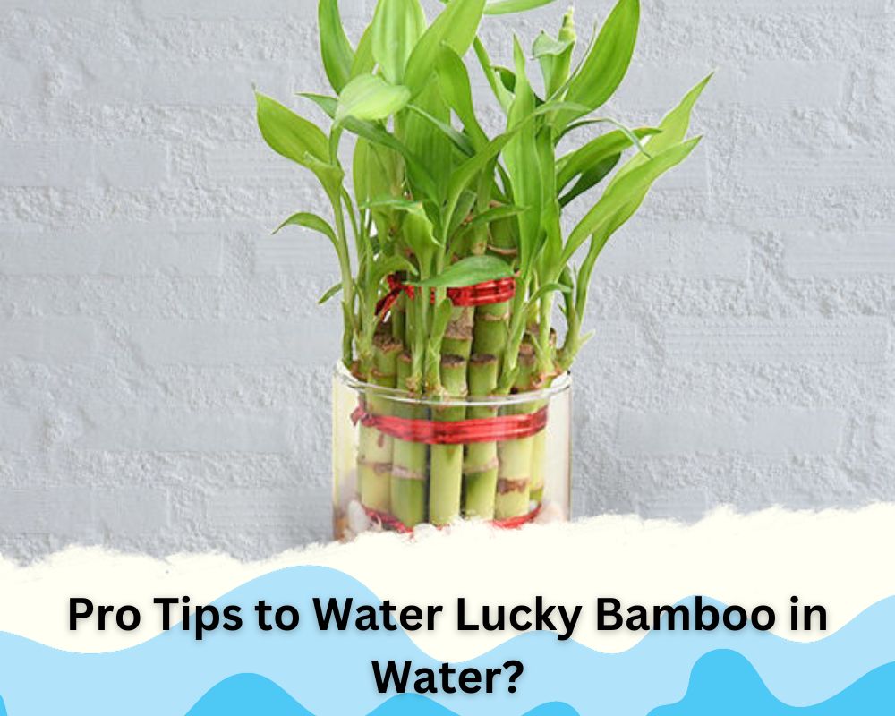 Pro Tips to Water Lucky Bamboo in Water?