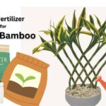 The Best Fertilizer for Lucky Bamboo