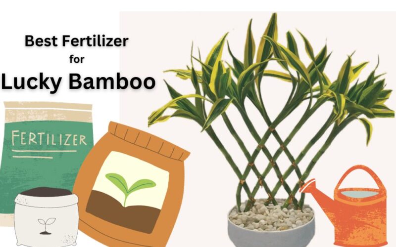 What Is the Best Fertilizer for Lucky Bamboo? A Complete Answer