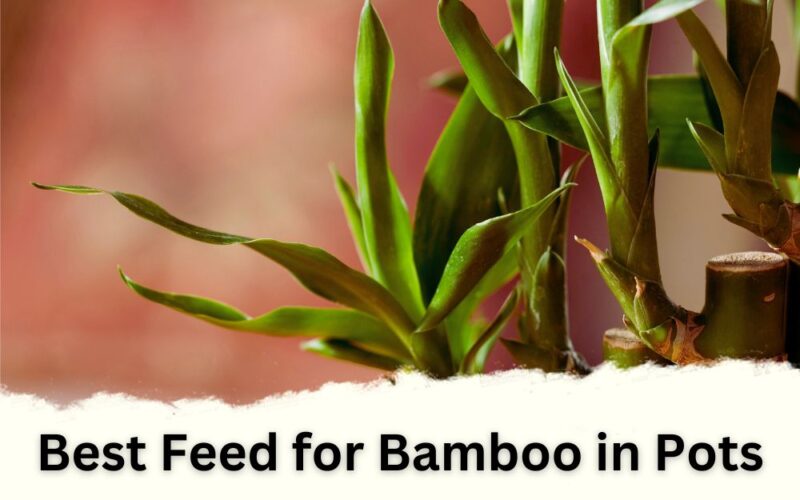 Best Feed for Bamboo in Pots