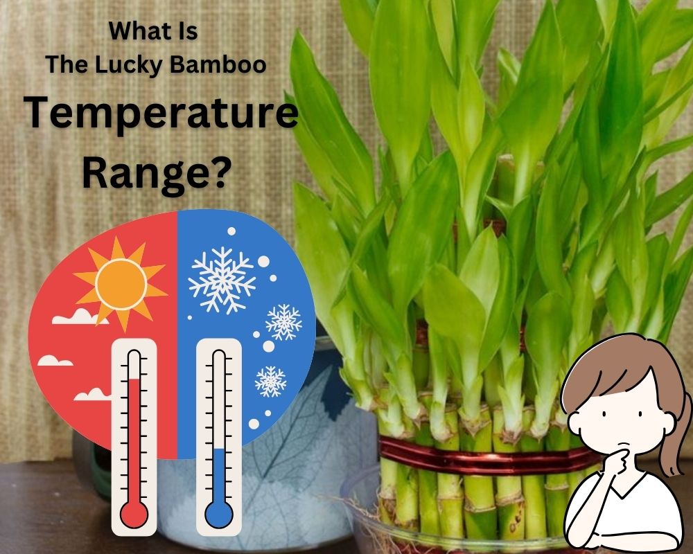 What Is the Lucky Bamboo Temperature Range?