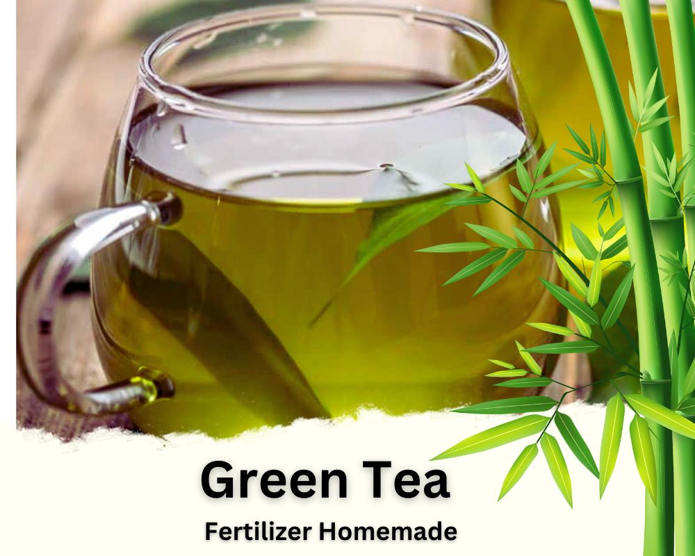 Green Tea is An Organic Compound Lucky Bamboo Fertilizer Homemade
