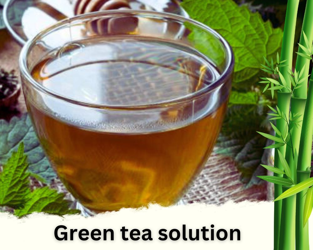 Green tea solution homemade liquid fertilizer for lucky bamboo