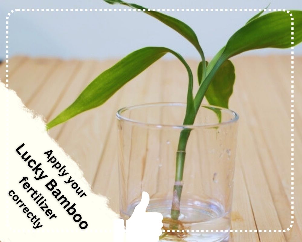 Apply your Lucky Bamboo fertilizer correctly