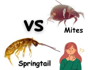 Springtails as tiny white jumping bugs are not mite