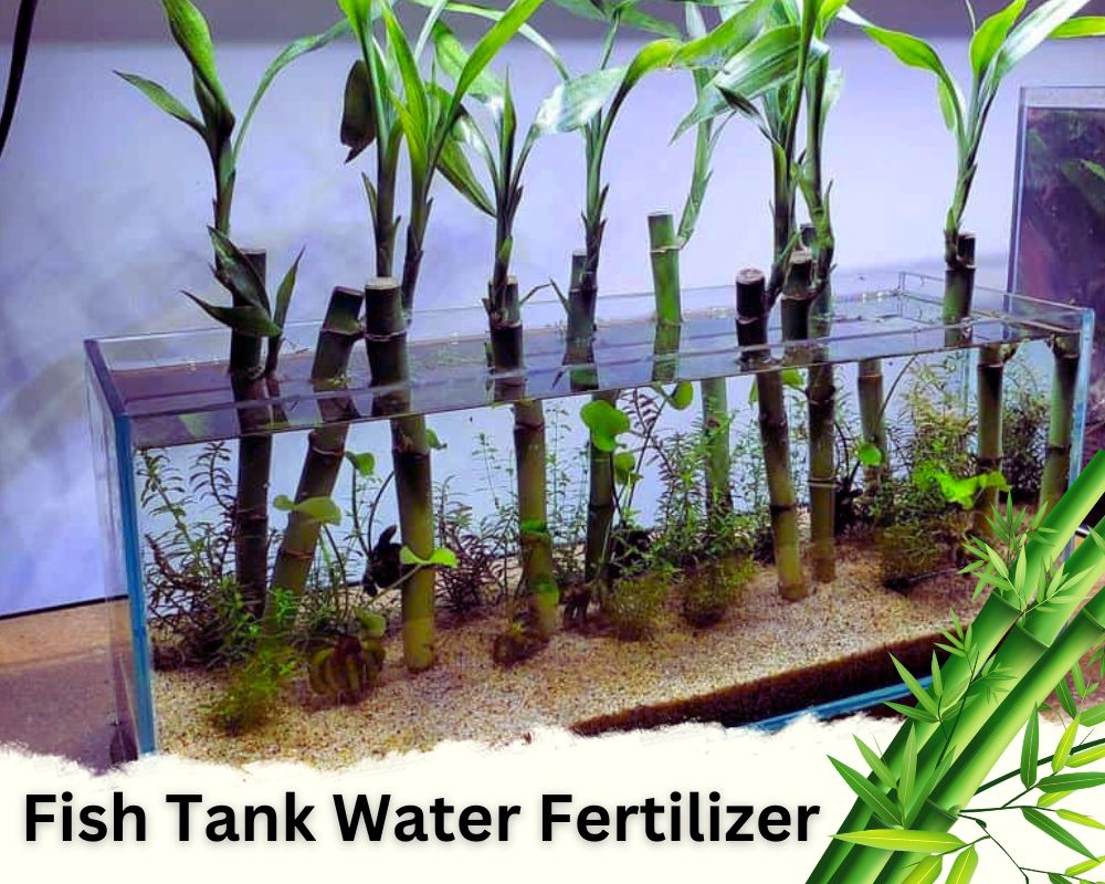 Homemade Fertilizer for Bamboo Plants in Water: Fish Tank Water