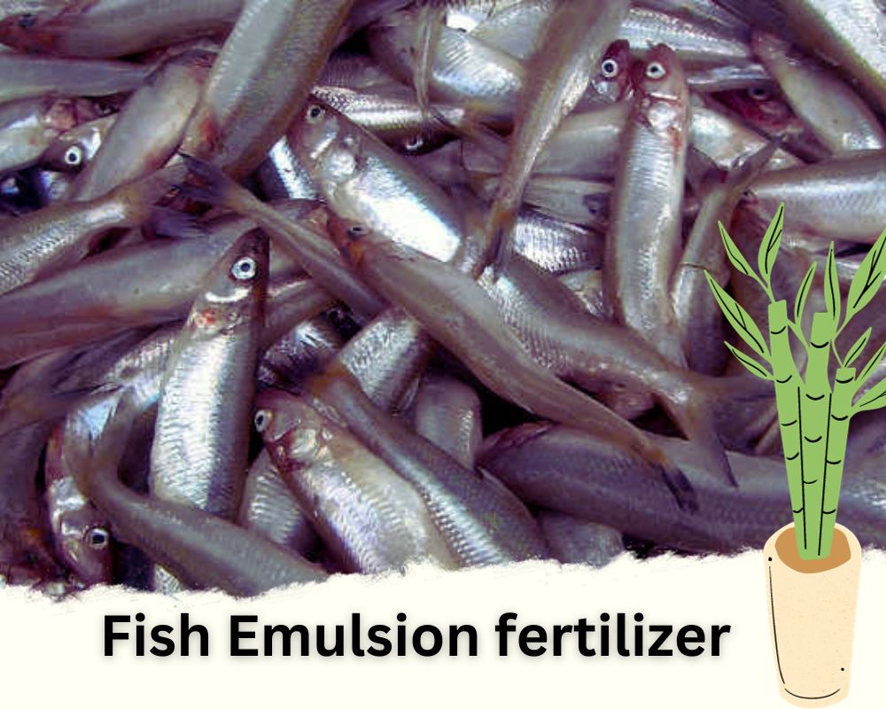 Fish Emulsion: Best Natural Fertilizer for Lucky Bamboo