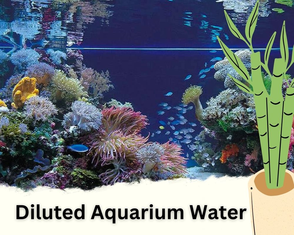 Diluted Aquarium Water: A homemade fertilizer for Bamboo plant in water