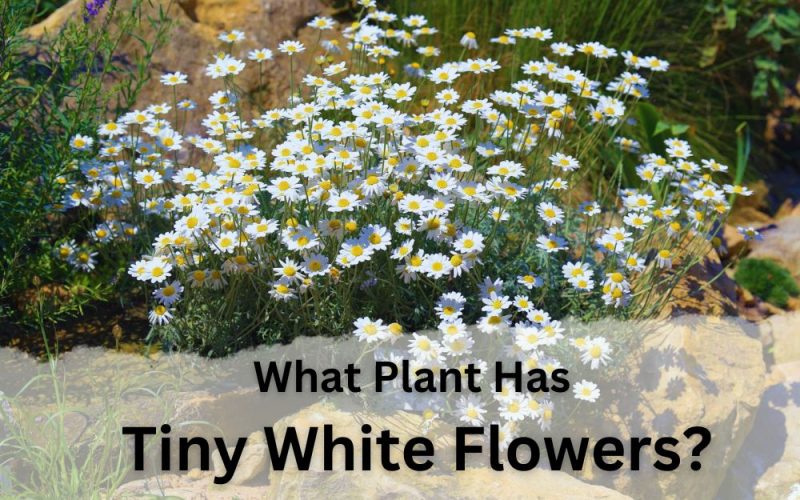 What Plant Has Tiny White Flowers? 15 of the Bests for Your Garden