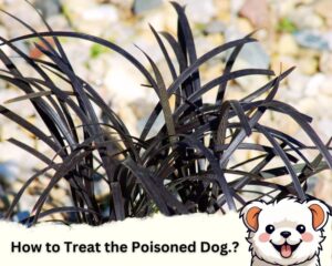  Treating the Poisoned Dog by Black Mondo Grass