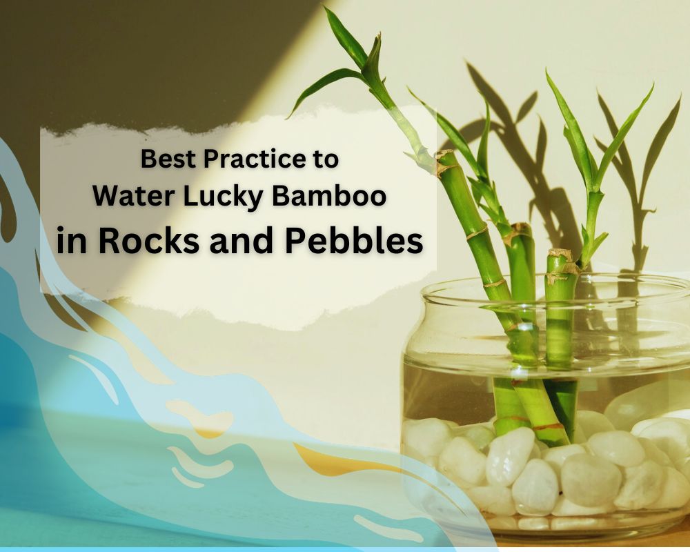 watering lucky bamboo in rocks and pebbles: pro tips