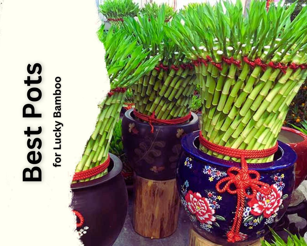 Best Pots for Lucky Bamboo: aesthetic view