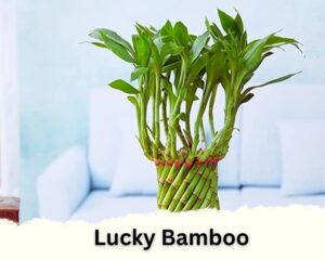 lucky bamboo is one of the different types of indoor bamboo plants