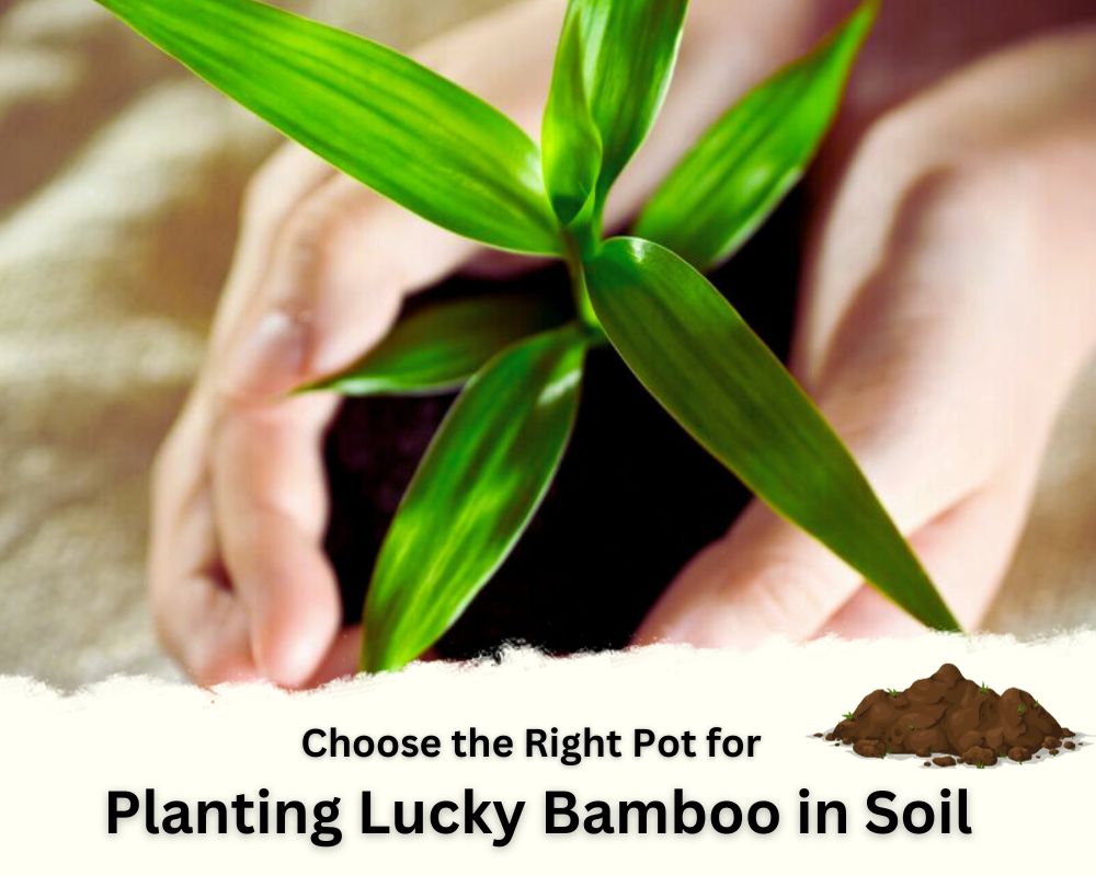 Try to Choose the Right Pot for Planting Lucky Bamboo in Soil