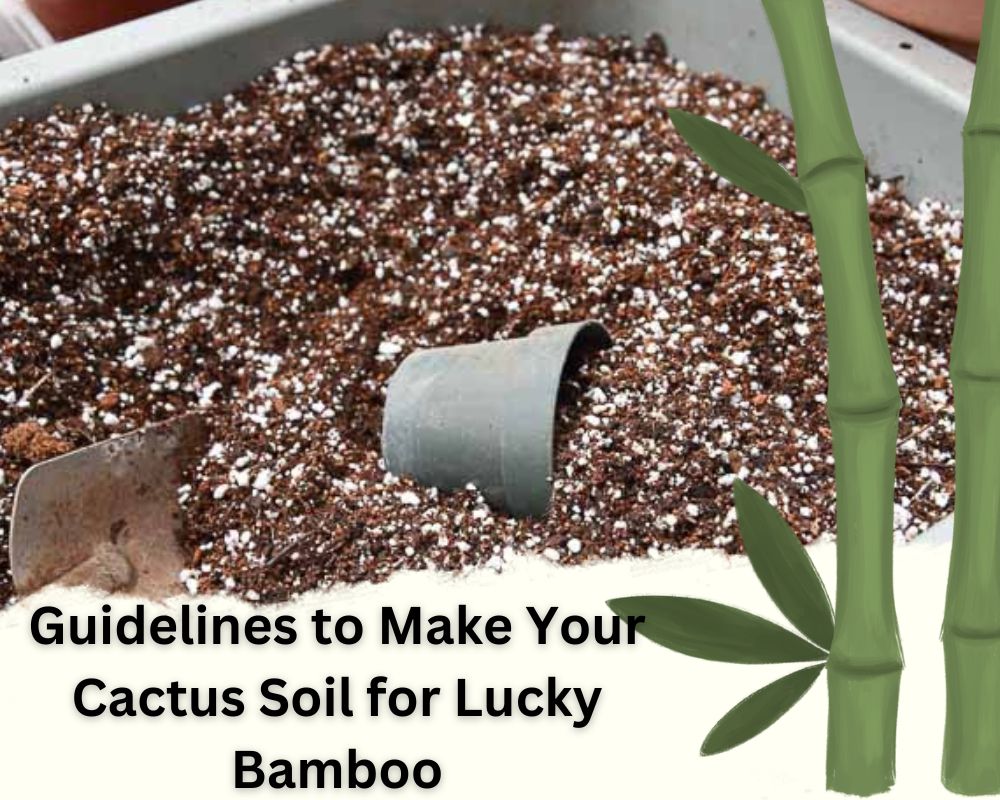 Guidelines to Make Your Cactus Soil for Lucky Bamboo 